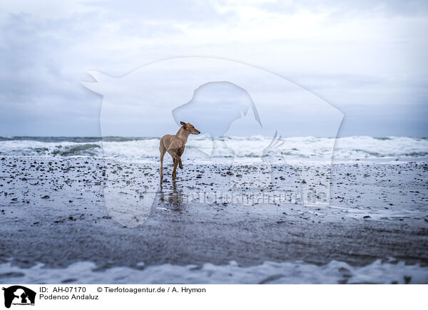 Podenco Andaluz / AH-07170