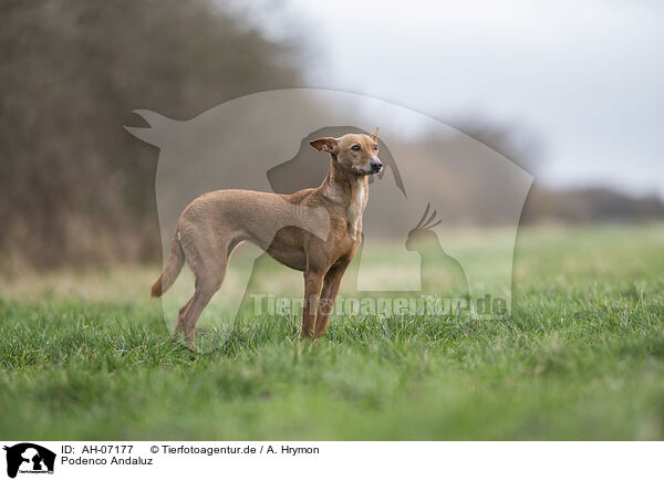 Podenco Andaluz / Podenco Andaluz / AH-07177