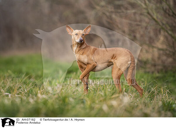 Podenco Andaluz / Podenco Andaluz / AH-07182