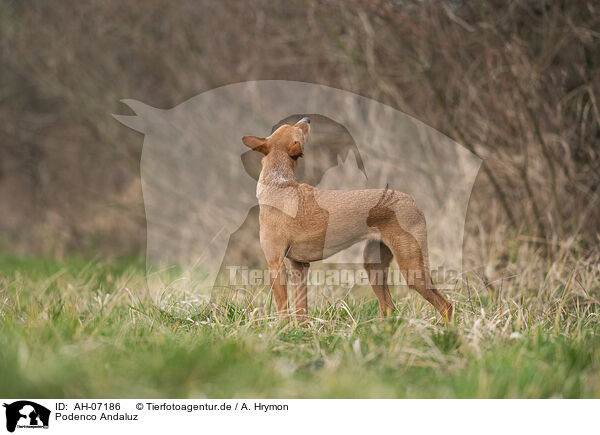 Podenco Andaluz / Podenco Andaluz / AH-07186