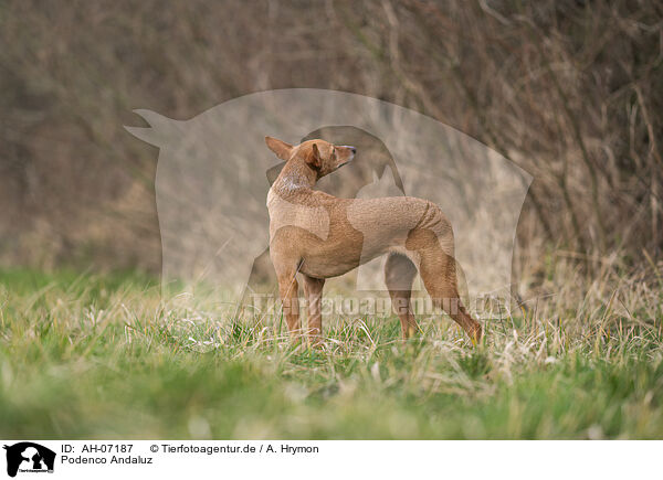 Podenco Andaluz / Podenco Andaluz / AH-07187