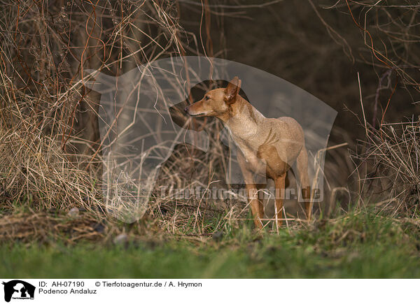 Podenco Andaluz / AH-07190