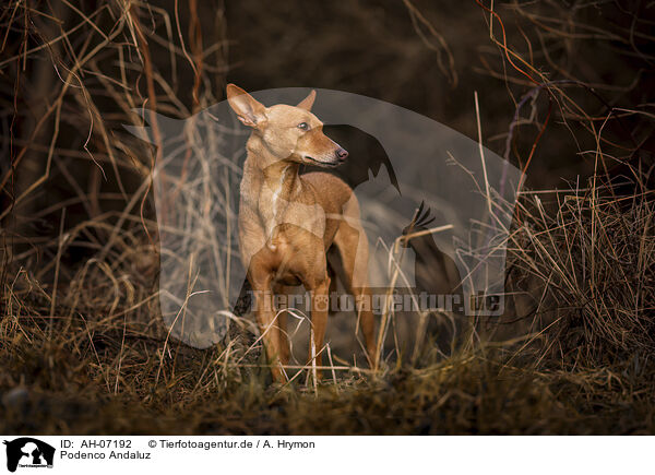 Podenco Andaluz / Podenco Andaluz / AH-07192