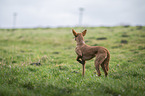 Podenco Andaluz