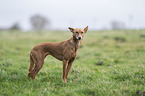 Podenco Andaluz