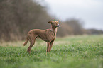 Podenco Andaluz