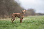 Podenco Andaluz