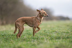 Podenco Andaluz