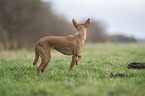 Podenco Andaluz