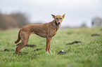 Podenco Andaluz