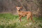 Podenco Andaluz