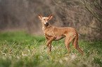 Podenco Andaluz