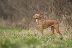 Podenco Andaluz