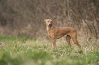 Podenco Andaluz