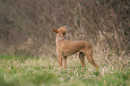 Podenco Andaluz