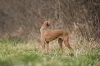 Podenco Andaluz