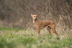 Podenco Andaluz