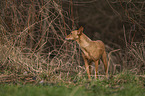 Podenco Andaluz