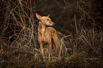 Podenco Andaluz