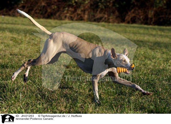 rennender Podenco Canario / JH-01263