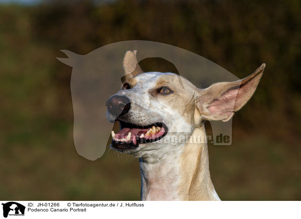 Podenco Canario Portrait / JH-01266