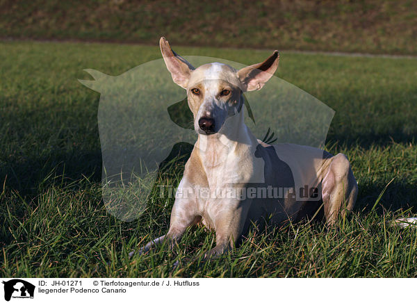 liegender Podenco Canario / JH-01271
