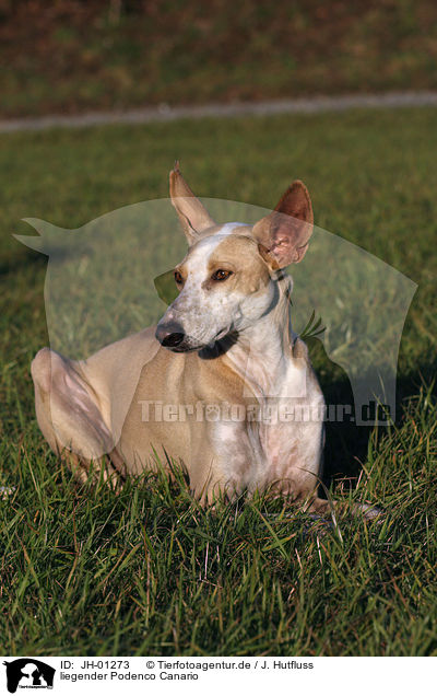 liegender Podenco Canario / JH-01273