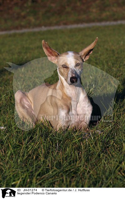 liegender Podenco Canario / lying Podenco Canario / JH-01274