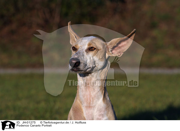 Podenco Canario Portrait / Podenco Canario Portrait / JH-01275