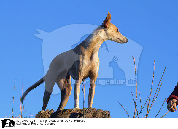 stehender Podenco Canario / standing Podenco Canario / JH-01302