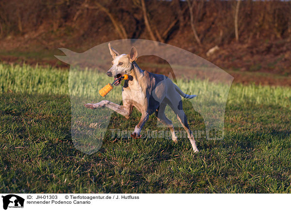 rennender Podenco Canario / JH-01303