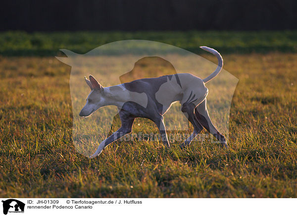rennender Podenco Canario / running Podenco Canario / JH-01309