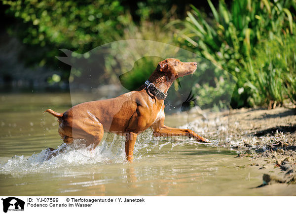 Podenco Canario im Wasser / Podenco Canario in the water / YJ-07599