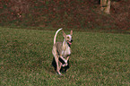 rennender Podenco Canario