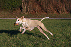 rennender Podenco Canario