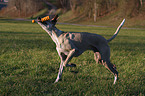 rennender Podenco Canario