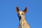 Podenco Canario Portrait