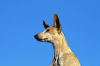 Podenco Canario Portrait