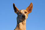 Podenco Canario Portrait