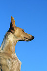 Podenco Canario Portrait