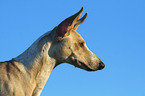 Podenco Canario Portrait