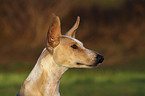 Podenco Canario Portrait