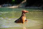 Podenco Canario im Wasser