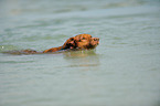 Podenco Canario im Wasser