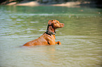 Podenco Canario im Wasser