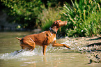 Podenco Canario im Wasser