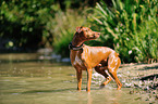 Podenco Canario im Wasser