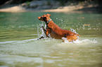 Podenco Canario im Wasser