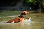 Podenco Canario im Wasser