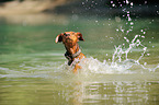 Podenco Canario im Wasser